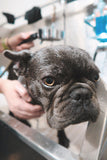 Bath & Dry - Underdog Pets