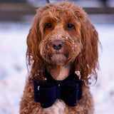 Luxury Navy Velvet Bow Tie - Underdog Pets