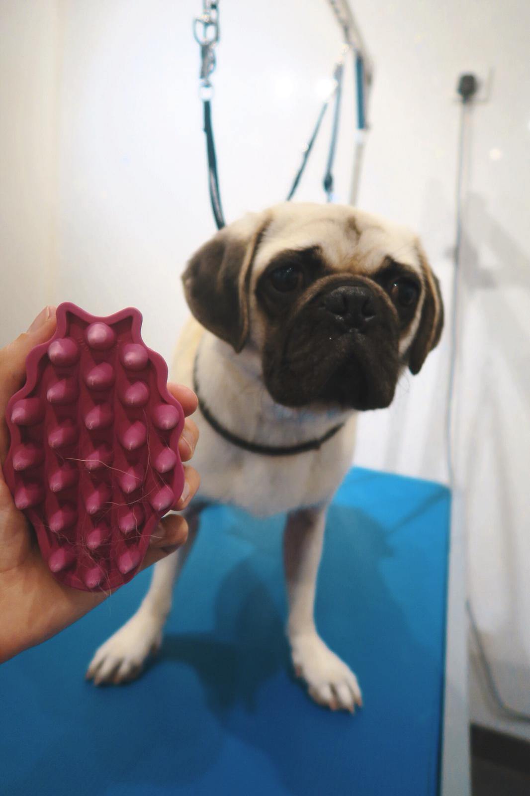 Kong Zoom Groom Dog Brush Underdog Pets